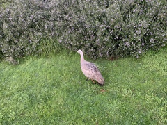 Cereopsis novaehollandiae