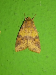 Xanthia ocellaris