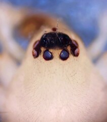 Leptodrassus albidus