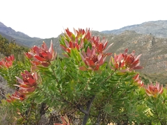 Leucadendron