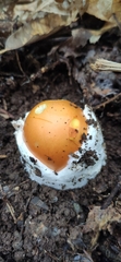 Amanita caesarea