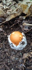 Amanita caesarea