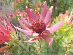 Leucadendron
