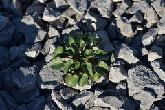 Campanula pyramidalis
