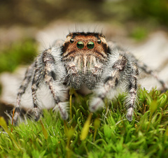 Phidippus asotus