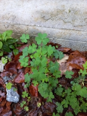 Oxalis exilis