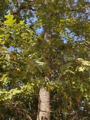 Quercus pagoda