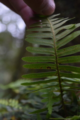 Polypodiaceae
