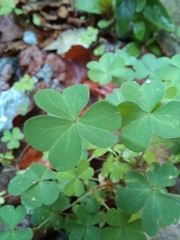 Oxalis exilis