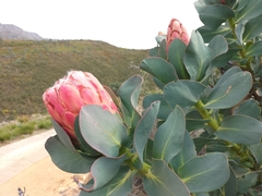 Protea grandiceps