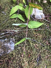 Nothochelone nemorosa