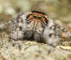 Phidippus asotus