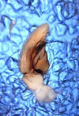 Leptodrassus albidus