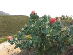 Protea grandiceps