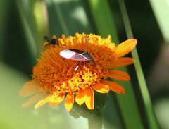 Anochrostomus formosus