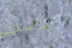 Cyathoselinum tomentosum