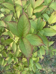 Weigela