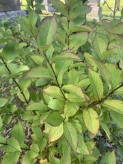 Weigela