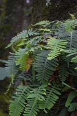 Polypodiaceae
