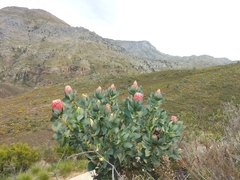 Protea grandiceps