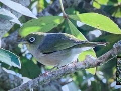 Zosterops lateralis lateralis