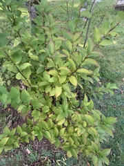 Weigela