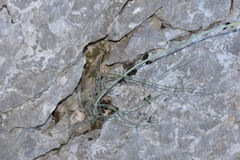Cyathoselinum tomentosum