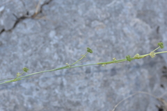 Cyathoselinum tomentosum
