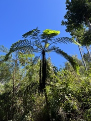 Cyathea arborea