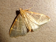 Hypsopygia glaucinalis