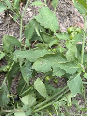 Solanum emulans