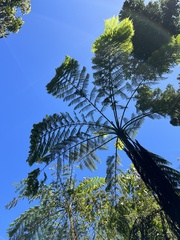 Cyathea arborea