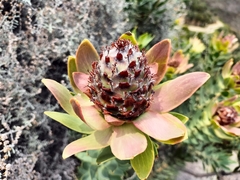 Leucadendron daphnoides