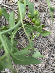 Solanum emulans