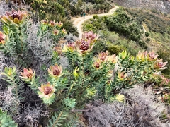 Leucadendron daphnoides