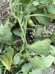Solanum emulans