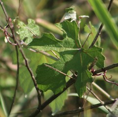 Vitis mustangensis