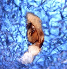 Leptodrassus albidus