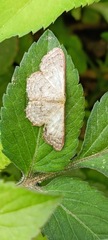 Scopula umbilicata