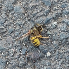 Vespula vulgaris