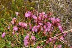 Kalmia microphylla