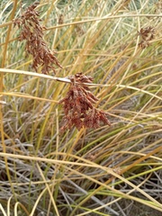 Schoenoplectus californicus