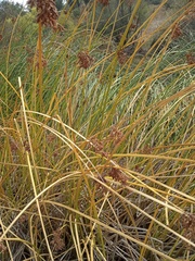 Schoenoplectus californicus