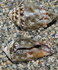 Conus ventricosus