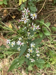 Symphyotrichum urophyllum