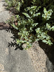 Euphorbia mesembryanthemifolia