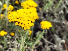 Helichrysum dasyanthum