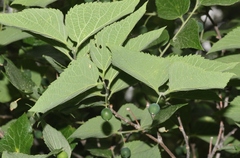 Celtis reticulata