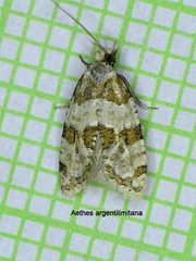 Aethes argentilimitana