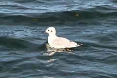 Chroicocephalus philadelphia